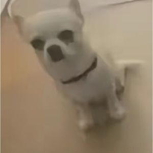 Meet your Posher, Cole